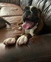 Elsie