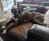 Elsie