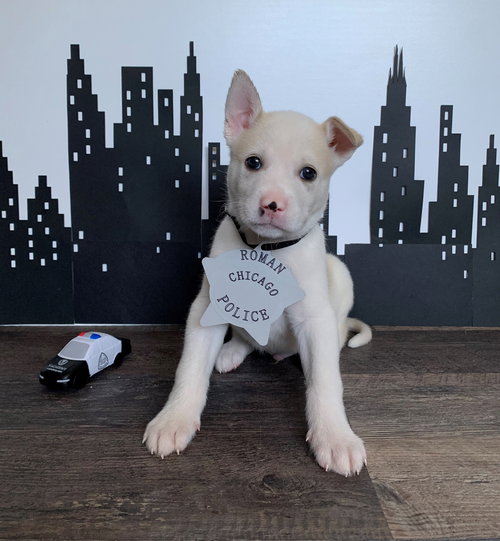 Roman