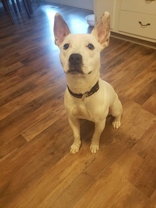 Bolt