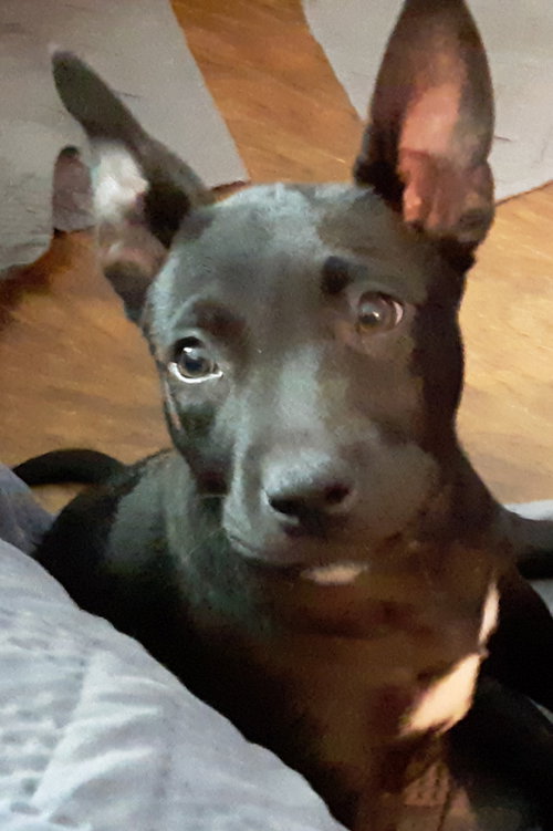 Eva