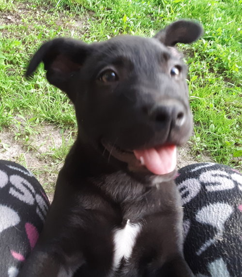 Ali