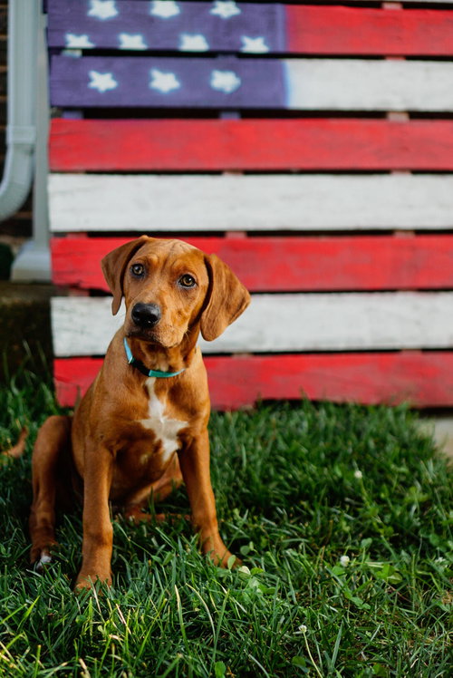 Ember