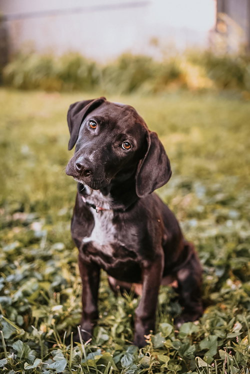 Onyx