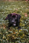 Onyx