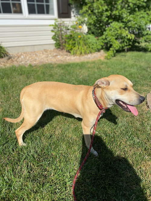 Maggie