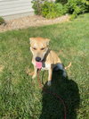 Maggie