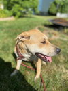 Maggie