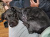 Junebug