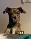 Flynn