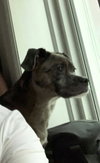 Flynn