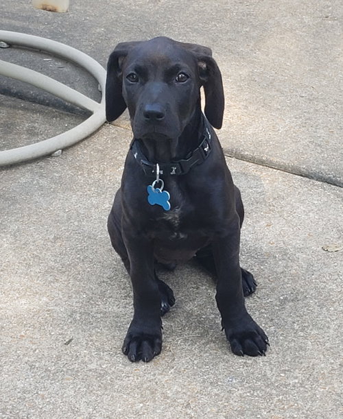 Bailey