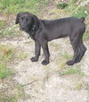 Bailey