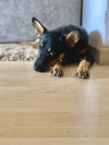 Oakley