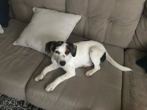 Loki