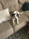 Loki