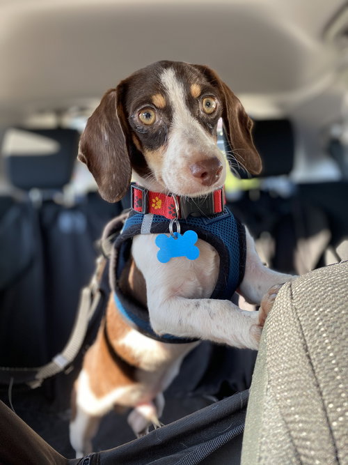 Oscar