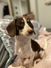 Oscar