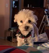 Austin