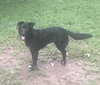 Dixie
