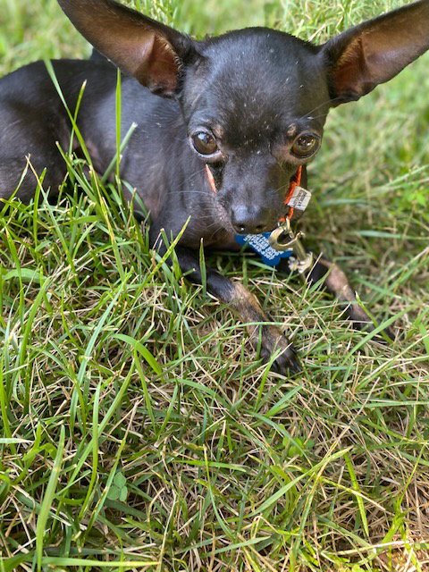 Luis
