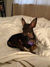 Dezi