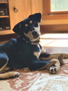 Mazie