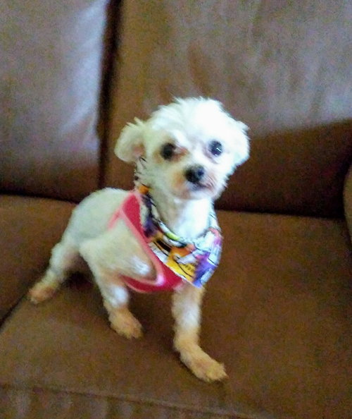 Duchess