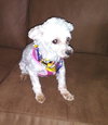 Duchess