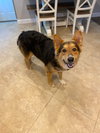 Pretzel
