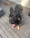 Maverick