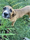 Roxy
