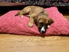 Roxy