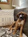 Roxy