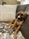 Roxy