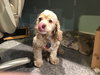 Bailey