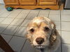 Bailey