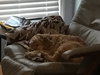 Bailey