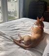 Aja