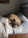 Nala