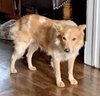 Bongo