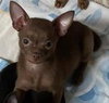 Burmese