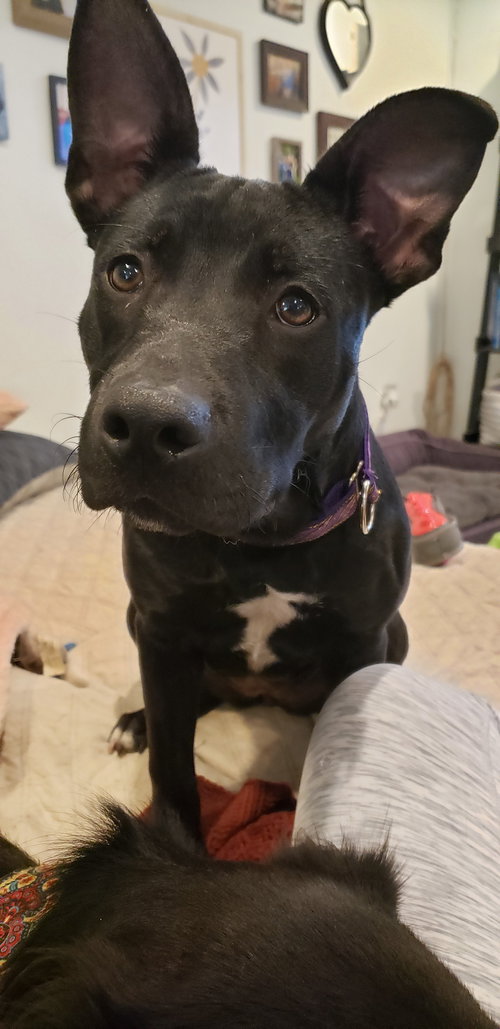 Nyx
