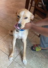 Duke