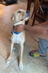 Duke