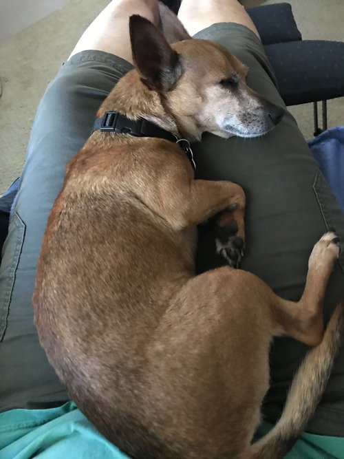 Chico