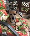 Chico