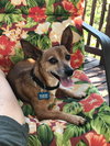 Chico