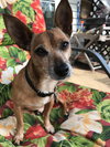 Chico