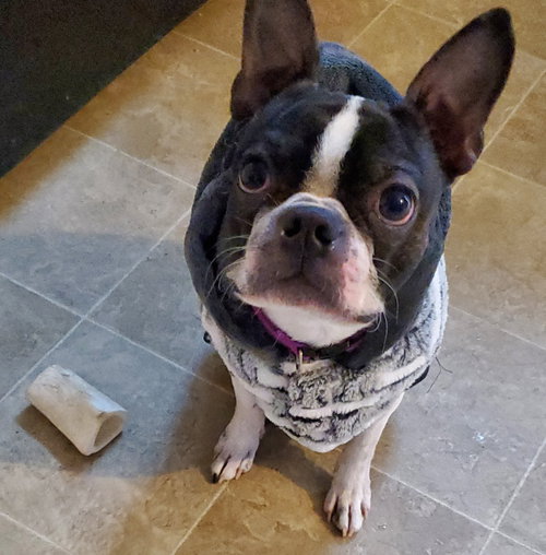Bugsy